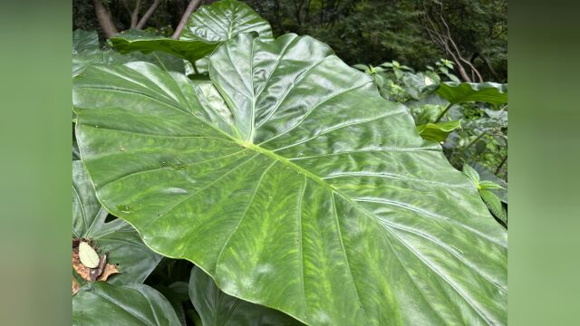 南方中毒频率比较高的植物,滴水观音真的不能碰吗?