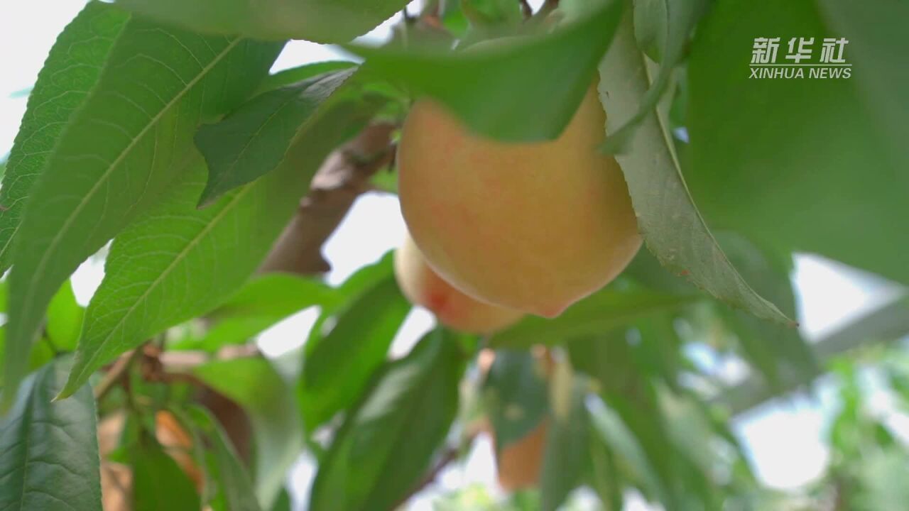 盛夏甜蜜来袭 南汇水蜜桃集中上市