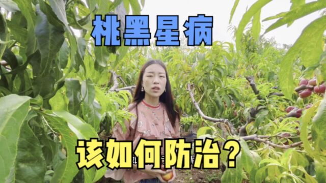 教师助农:桃患黑星病后,如何进行防治?农民朋友都弄不懂的知识