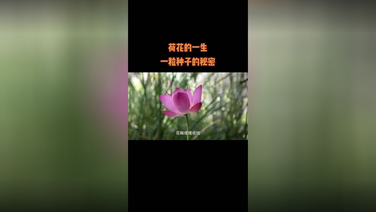 穿越千年的坚守,只为等一场花开.宋代古莲复活开花团团科普社