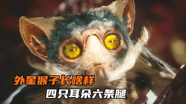 这颗星球拥有2颗太阳,上面的猴子竟进化出了四只耳朵六条腿