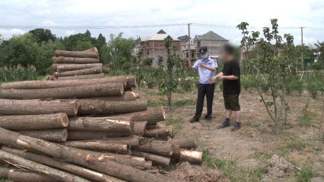 职工为运输方便砍物流园20棵树:另辟蹊径开路,价值15000余元