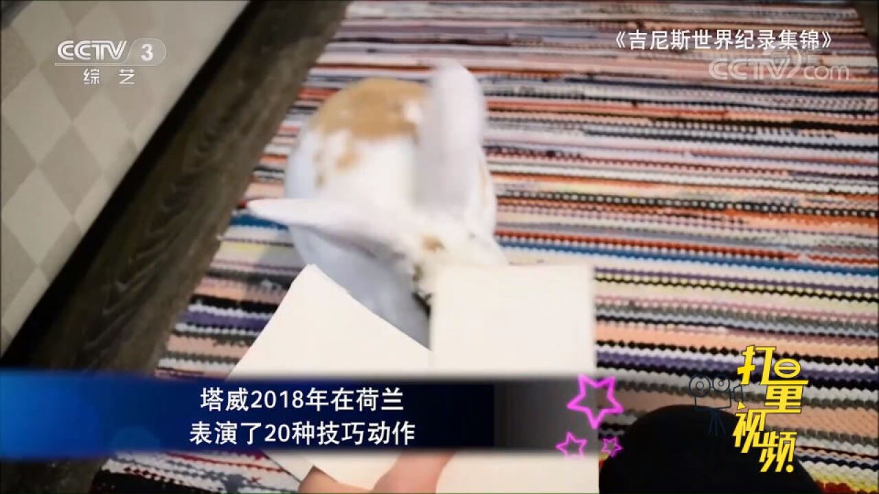 小兔子塔威,一分钟内表演技巧动作最多的兔子