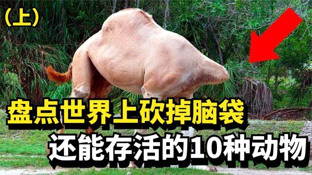 盘点世界上砍掉脑袋还能存活的10种动物,你都见过哪些?