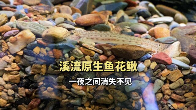 溪流原生缸入手中华花鳅,一夜之间消失不见了