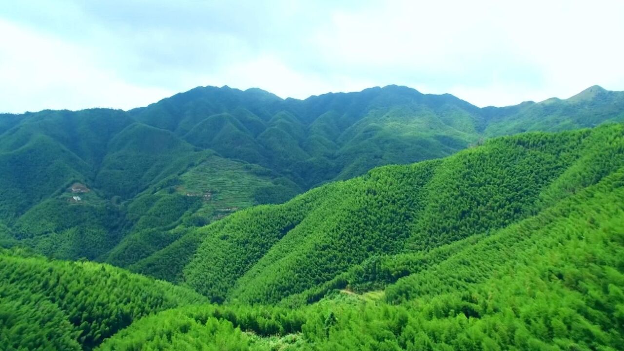 犹如仙境!茂名万亩竹海翠色惹人醉,清凉扑面而来