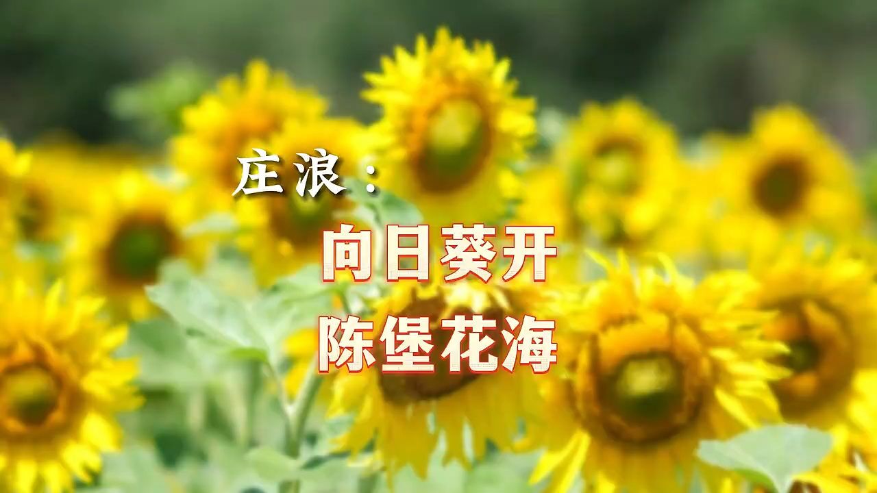 瞰陇原|庄浪:向日葵开 陈堡花海