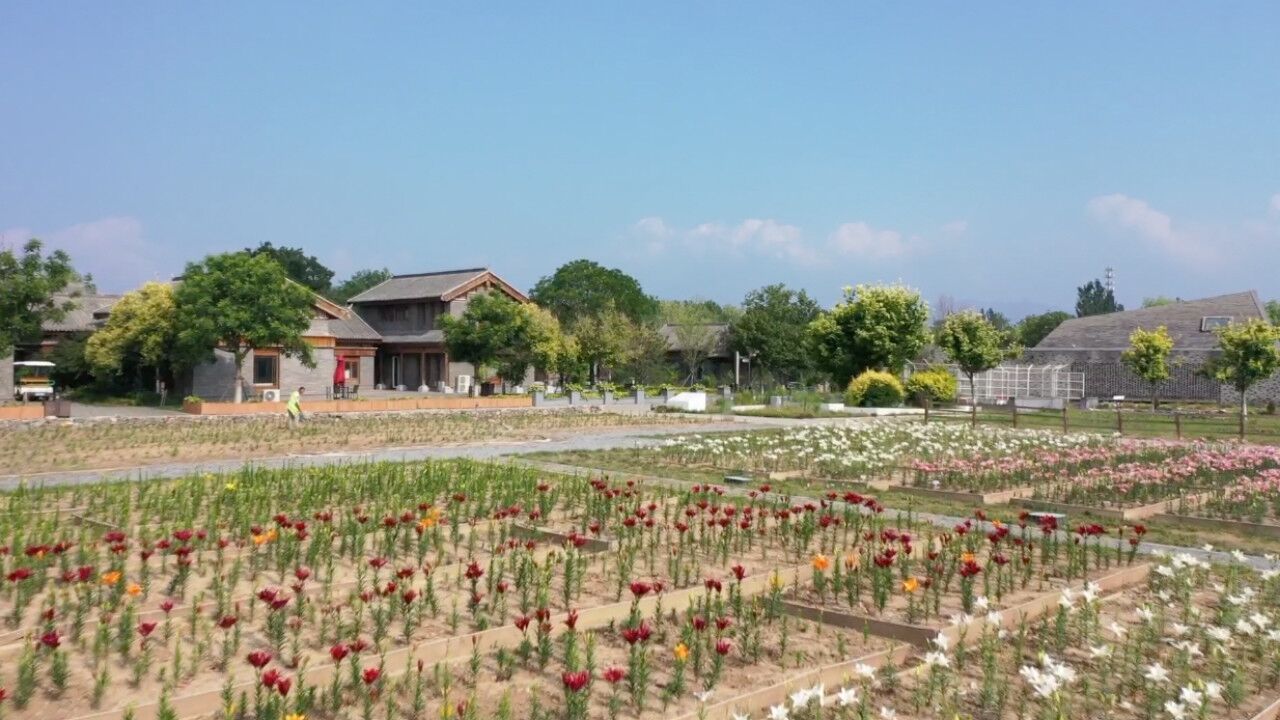 赏花打卡好去处!北京世园公园400万株百合次第绽放