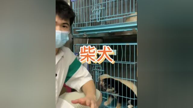 带大家看白柴和黑柴#柴犬 #黑柴 #白柴 #柴犬宝宝