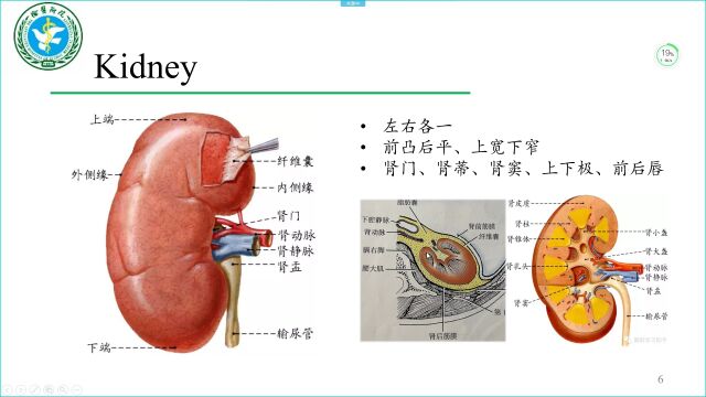 【内含视频】肾动脉的正常解剖与变异