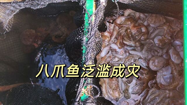 放笼子捕八爪鱼,两处地方就上来了一百多斤了,这是大丰收的节奏