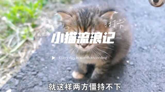 猫咪流浪记