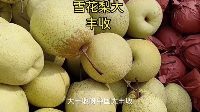 金秋八月.雪花梨大丰收.梨农笑开颜