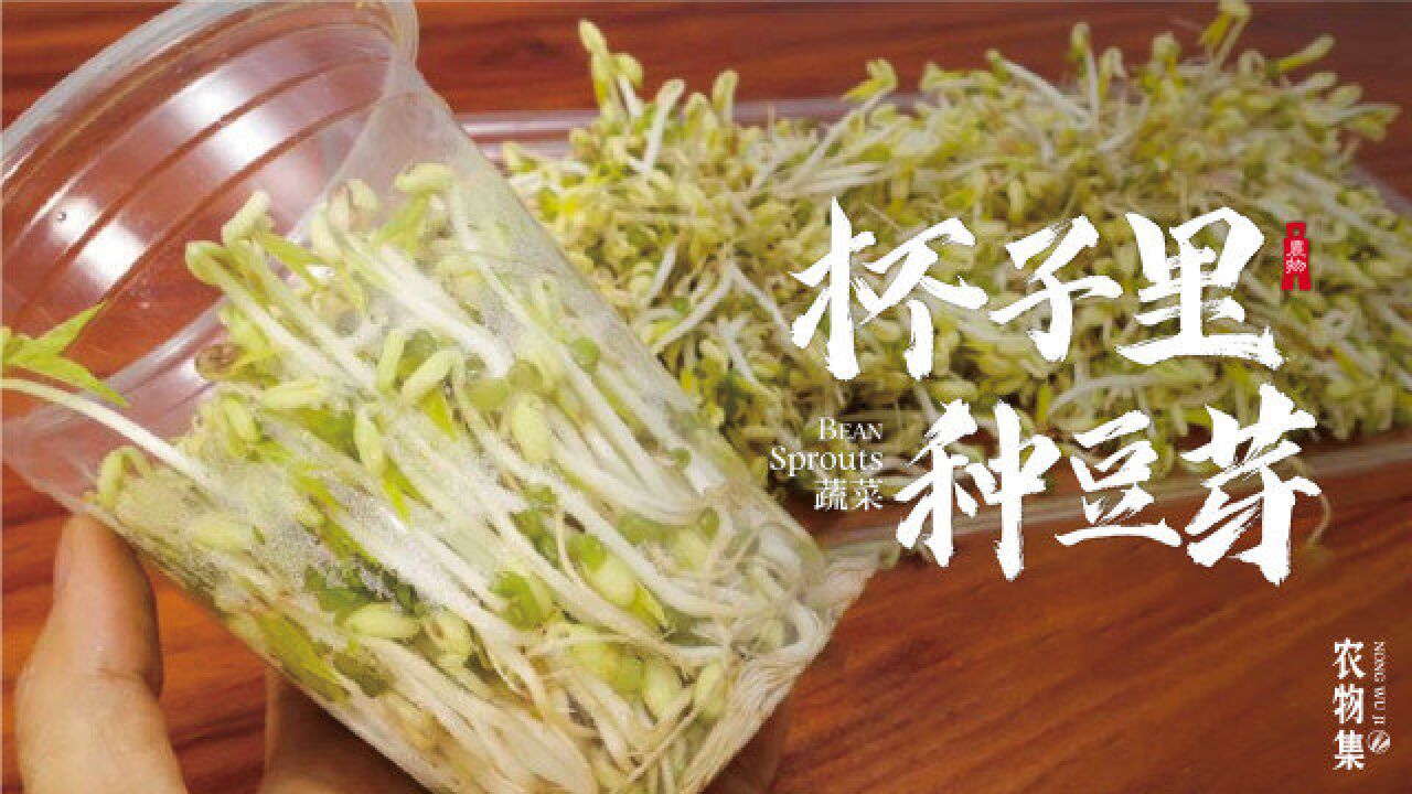 4天速成豆芽种植,在家无土就能种植,一家人都吃不完,超简单