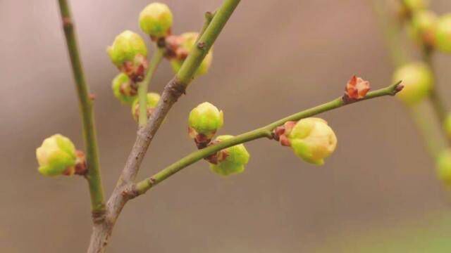 魅力中草药每日一药之梅花,全景展示药材从田间到药房的生命历程!药为医之魂,药材好、药才好! 别名:酸梅、黄仔、合汉梅. 来源