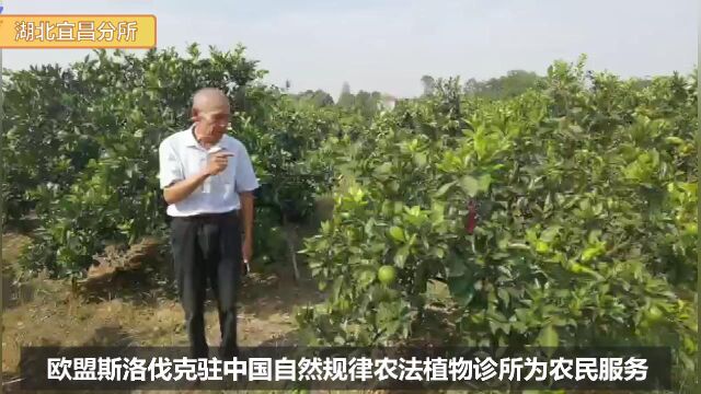 欧盟斯洛伐克驻中国自然规律农法植物诊所宜昌分所,宜昌脐橙基地,脐橙黄化治理效果.