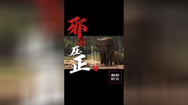 【胖虎笑笑屋】大象勇斗歹徒,上演动作大片《邪不压正》