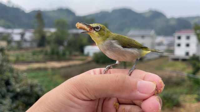 小鸟飞上大树不见踪迹,这次真会凉凉吗?