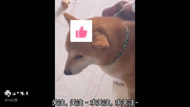 YD幻想 参赛视频