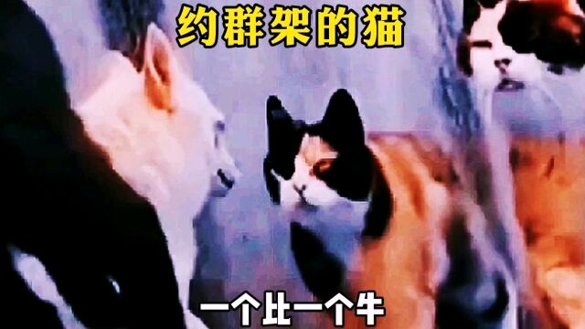 搞笑配音,猫咪搞笑合集,一个比一个逗