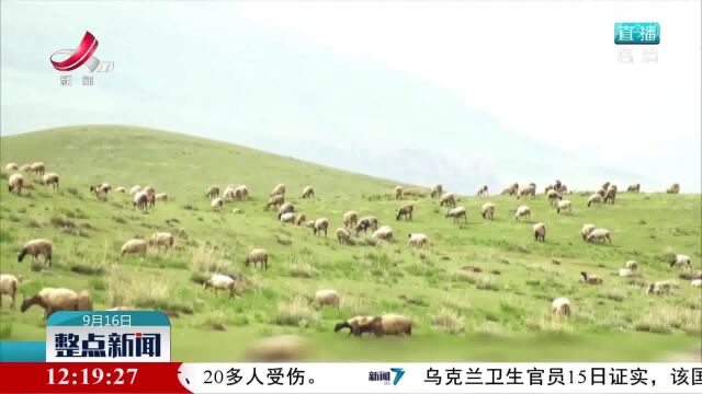 甘肃夏河:牛羊秋季转场 “上演”大迁徙