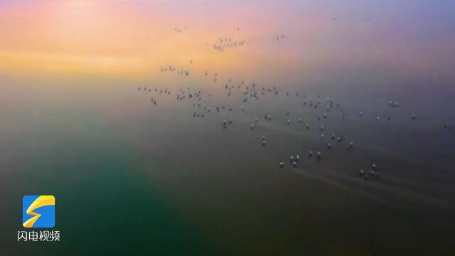 Dongying of Shandong: Yellow River Estuary attracting wide varieties of birds