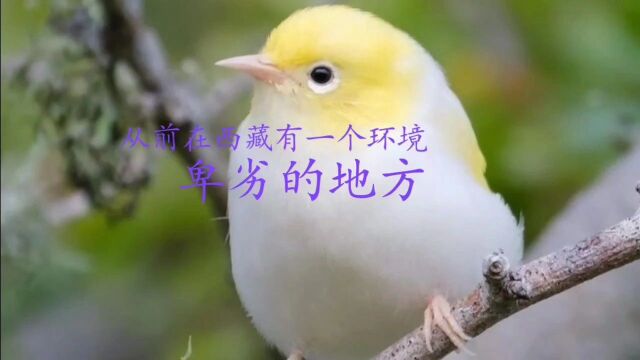 中国民间故事《幸福鸟》