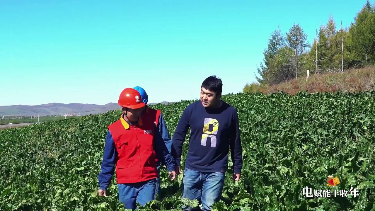 秋分时节稻花香,电力护航丰收季