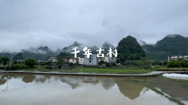 探访阳朔千年古村旧县村,稻田乡间宛如世外桃源