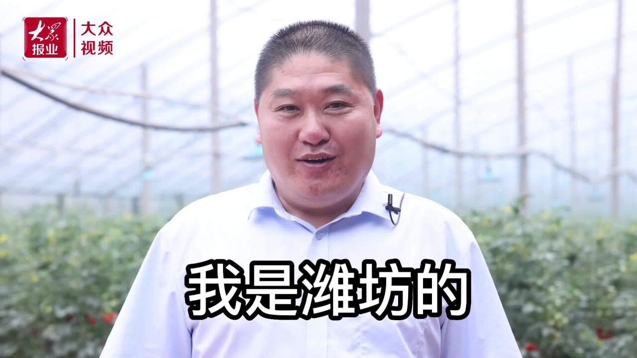 丰收见证②|智能化设备大显身手,大棚番茄质量价格“双丰收”