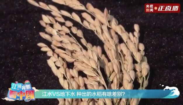 【央视新闻】江河奔腾看中国ⷮŠ松花江|黑龙江巴彦 松花江水灌溉 滋养肥沃黑土地