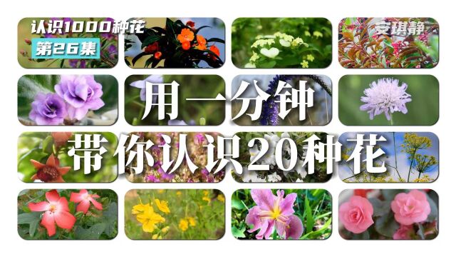 认识1000种花第26集|带你认识20种花,这些花你都认识吗?玉叶金花、路易斯安娜鸢尾、琴叶珊瑚、白屈菜、箭叶秋葵、白英花、丽格海棠、茴香花、韭花...