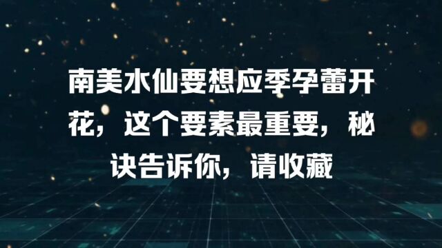 南美水仙要想应季孕蕾开花,这个要素最重要,秘诀告诉你,请收藏