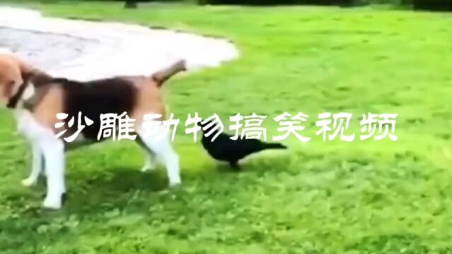 沙雕动物搞笑视频