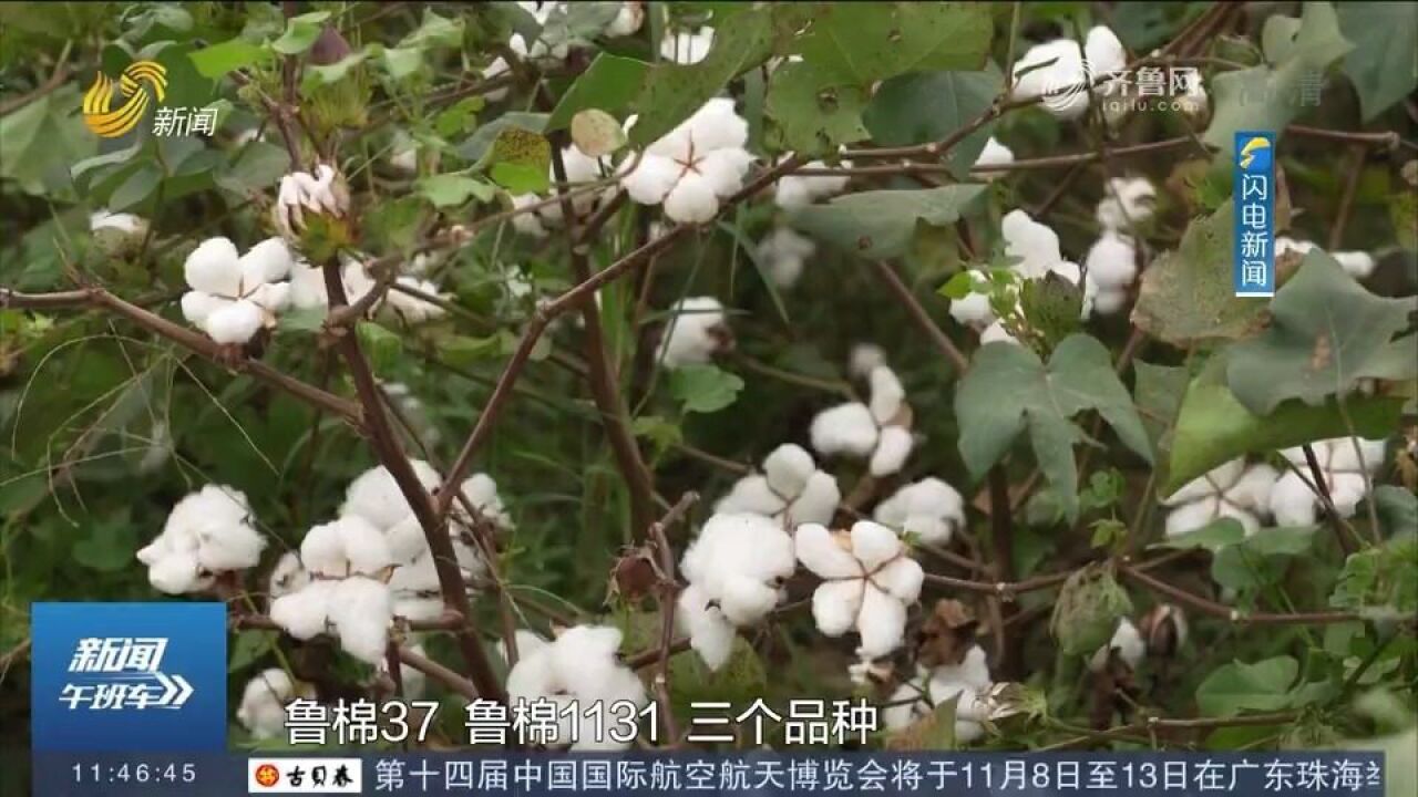 销路不愁!金秋时节,临清千亩棉花迎来采收季,棉农奔向致富路