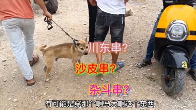 在集市上碰到这样的猎犬真的很尴尬!不知道是什么品种猎犬的后代