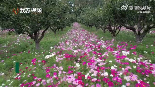 秋意正浓,淮安柳树湾景区百万株格桑花迎来盛花期,远远望去,犹如一张天然的彩虹地毯.微风吹过,缤纷花朵摇曳身姿