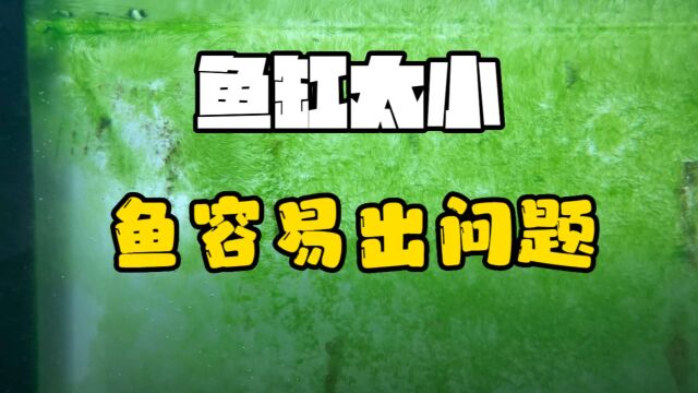 鱼缸越小水质越不容易稳定,鱼越容易出各种问题