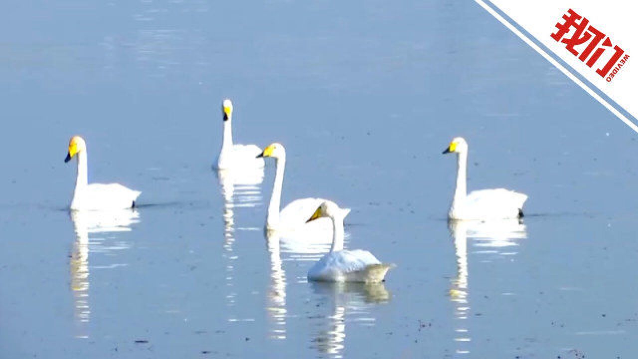 首批12只白天鹅飞抵三门峡天鹅湖湿地公园栖息越冬:抵达时间提早半个月