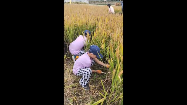 平阳小学四二班