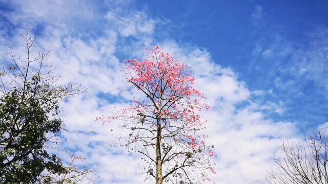 台风过后的广州蓝