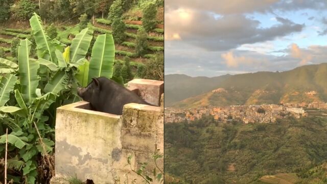 男子登高看风景,看到村民养的猪趴猪圈比他还沉醉,眺望远方若有所思