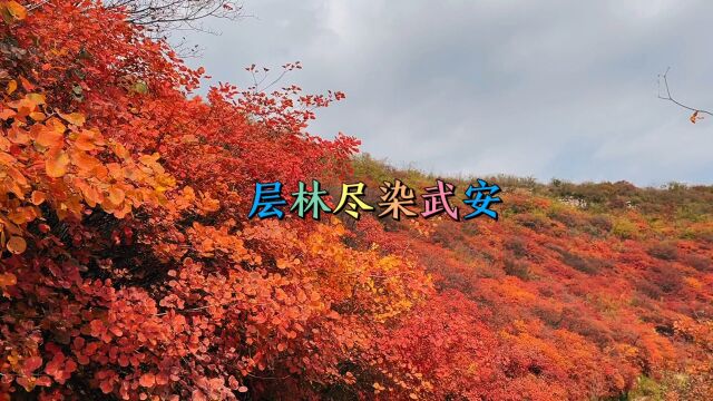 河北省武安市三门扇生态观光园带你看漫山遍野的红叶红