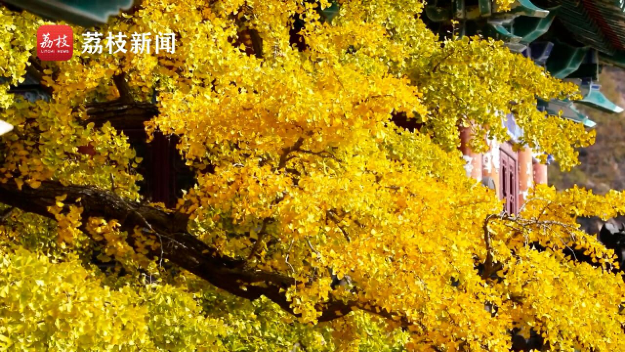 潇潇秋雨,瑟瑟梧叶!连云港花果山披上黄金甲