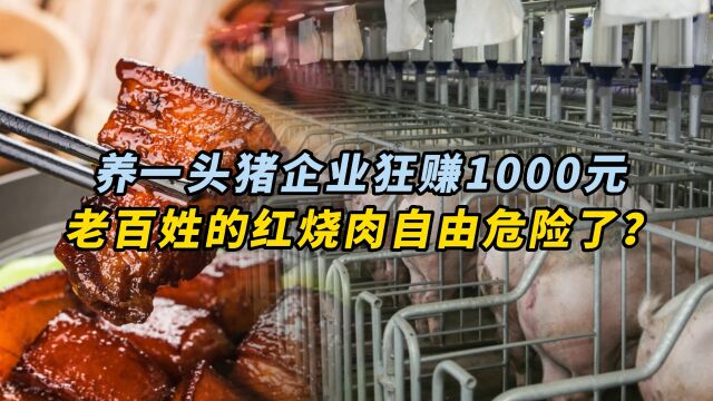 养一头猪企业狂赚1000元,老百姓的红烧肉自由危险了?