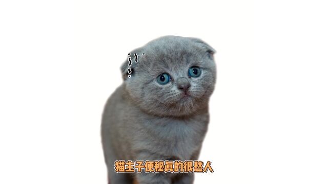 怎么缓解猫的便秘?