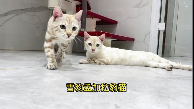 雪豹孟加拉豹猫#孟加拉豹猫 #记录猫咪日常的生活