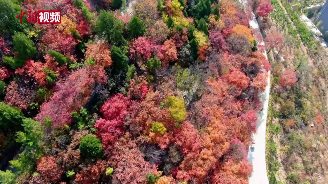 山东沂南:漫山红叶醉游人