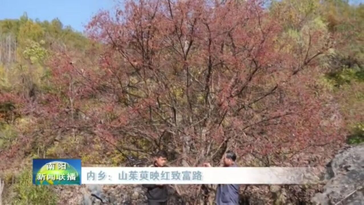 南阳内乡:山茱萸映红致富路