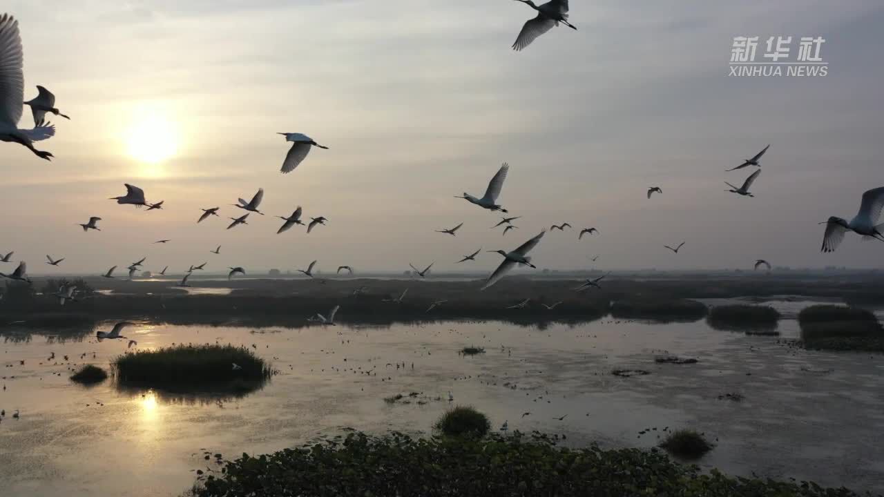 江苏金湖:高邮湖湿地迎来大批珍禽候鸟